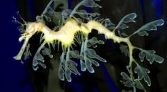 Najlepsze 10 niezwykłych zwierząt na świecie