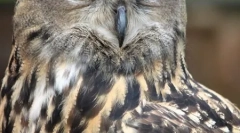 Najlepsze 10 najbardziej niebezpiecznych padłych ptaków (21 zdjęć)