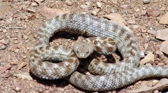 10 Najlepszych z najbardziej niebezpiecznych węży świata