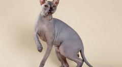 Najlepsze 10 najpopularniejszych ras kotów