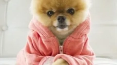 Najlepsze 10 najpopularniejszych psów w instagramie