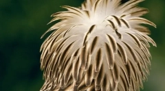 Najlepsze 10 najbardziej rzadkich i zagrożonych ptaków na planecie