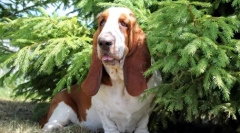 Top 10 najbardziej spokojnych i zrównoważonych psów