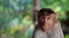 Najlepsze 10 najbardziej inteligentnych zwierząt na świecie