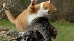 Top 10 rzeczy, które nienawidzi twoich kotów