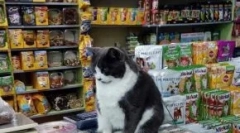 Top 15 przydatne akcesoria do kotów do 1000 rubli