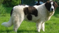 Top 20 największych ras psów na świecie