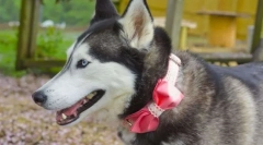 Top 5 nazw dla dziewcząt dla psów