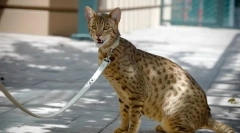 Top 5: najdroższe koty na świecie