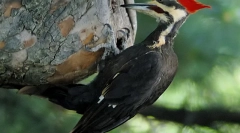 7 Najlepszych zwierząt z najdłuższymi językami