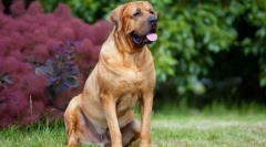 Tosa inu (zdjęcie): nieustraszony pies japońskiego samuraju