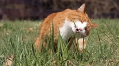 Trawa dla kotów: rosną w domu