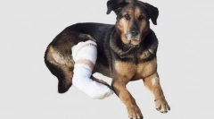 Urazy mięśniowe, ścięgna i więzadła