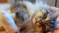 Urazy, oparzenia i zatrucie w kotach