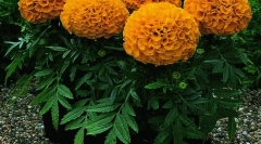 Zioła i inne rośliny krzyczące myszy