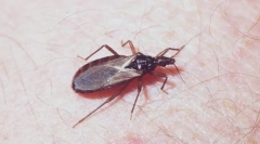 Kukurydza trójatomowa