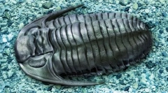 Trilobites