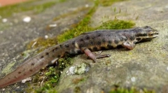 Triton zwykła lanca