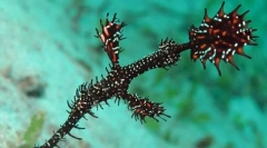 Ciężarówka ziołowa