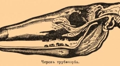 Trubosub: ciekawe fakty dotyczące cudu afrykańskiego