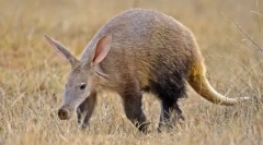 Trubosub - niezrównany cud tropikalny