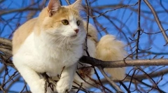 Turecki wang (zdjęcie): wspaniały pływak i prawdziwy rybak