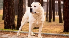 Turkmen alabai (zdjęcie): fierce guard, niezawodny ochraniacz