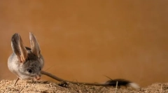 Tuccans (foto): złapani długi ogon