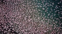 Tysiące różowych flamingi na jeziorze nakuru w kenii