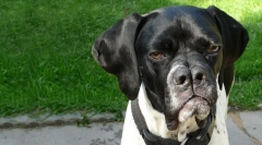 Która rasa psów podzielona nos?