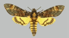 Kakux butterflies na tylnym rysunku w formie czaszki?