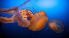 Kim i jak nazywa się dzieciaki w morzu?