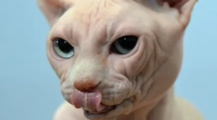 Kot wypada lub złamać wąsy: co za to zagraża objawowi