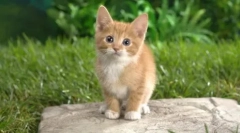 Killer robaków: dronal dla kotów