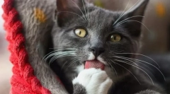 Dowiedz się języka kota