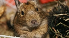 Opieka i utrzymanie chilijskiego białka degu