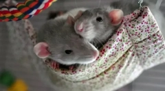 Opieka i treść dekoracyjnych myszy w domu