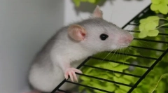 Opieka i utrzymanie domowej roboty dekoracyjnego szczura