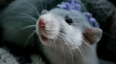 Opieka i konserwacja domowych ozdobnych szczurów