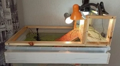 Opieka i treść czerwonawego żółwia w domu