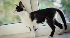 Dbanie o wyczerpany kota