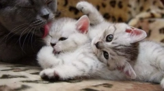 Kot opieki i kocięta