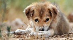 Pielęgnacja szczeniaka