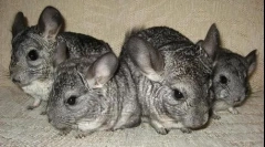 Opieka na szynszylę