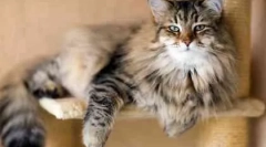 Dbanie o dorosłego kota