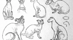 Ukraiński levka - egzotyczne zwierzę