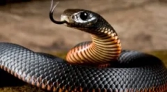 Ugryzienie trującego węża i pomaga ofiarę