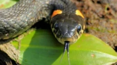 Ugryźć nadovic snake