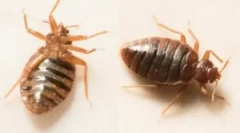 Ślepy ukąszenia na ciele dziecka