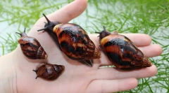 Ślimaki akhatina niż pomocne i co szkodzi człowiekowi